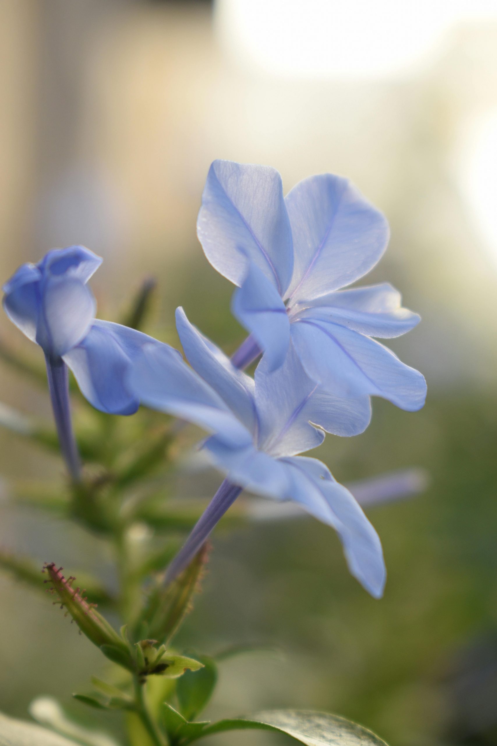 Plumbago Pexels C M 336304177 34574808 1 Scaled